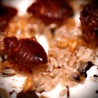Bed Bug Exterminators in Arizona