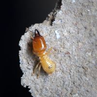 Termite Removal Services in Arizona